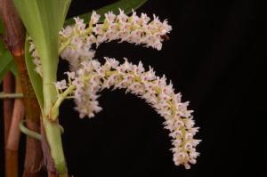 Eria djaratensis